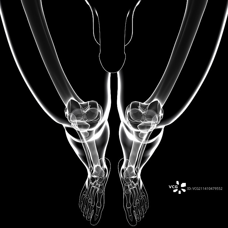 人类腿骨艺术图图片素材
