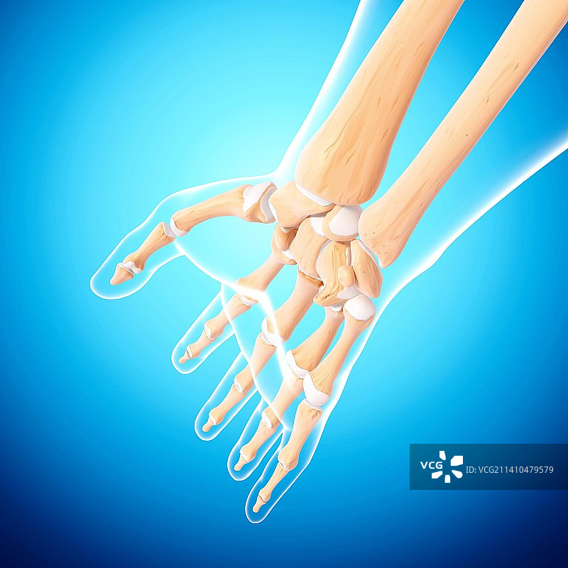 人类手臂骨骼艺术图图片素材