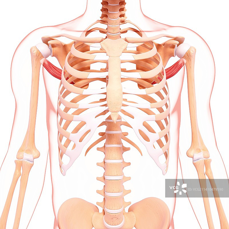 人类肩部肌肉结构艺术图片素材