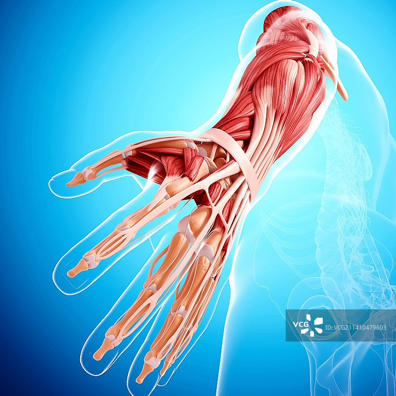 人手臂肌肉组织，艺术作品图片素材