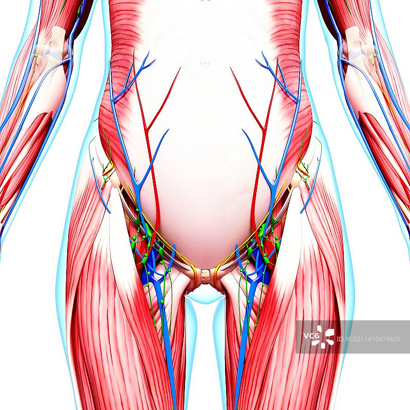 人体解剖，艺术品图片素材