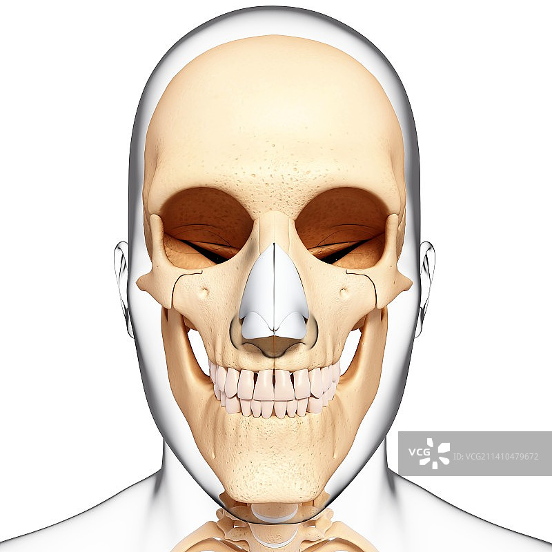 人类头骨，艺术品图片素材