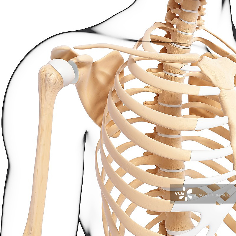 人类骨骼，艺术品图片素材