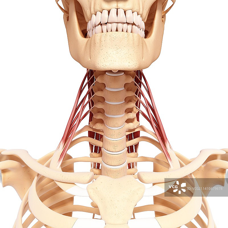 人体颈部肌肉结构艺术图图片素材