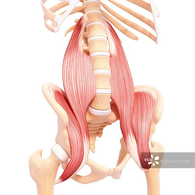 人类肌肉组织，艺术品图片素材