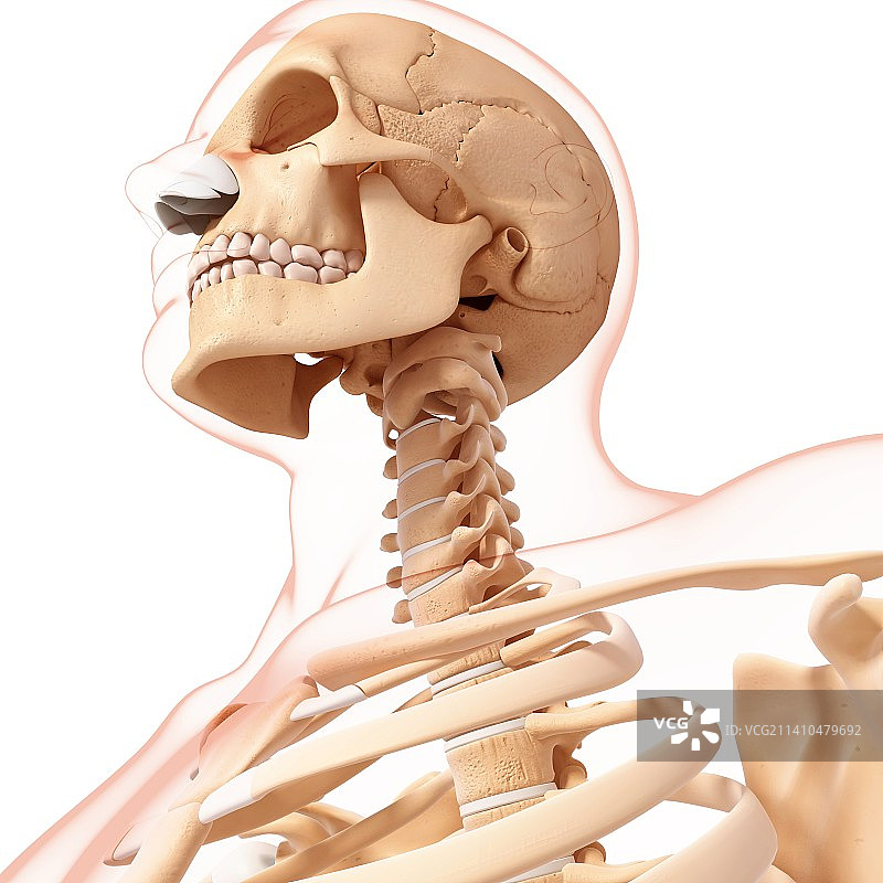 人类骨骼，艺术品图片素材