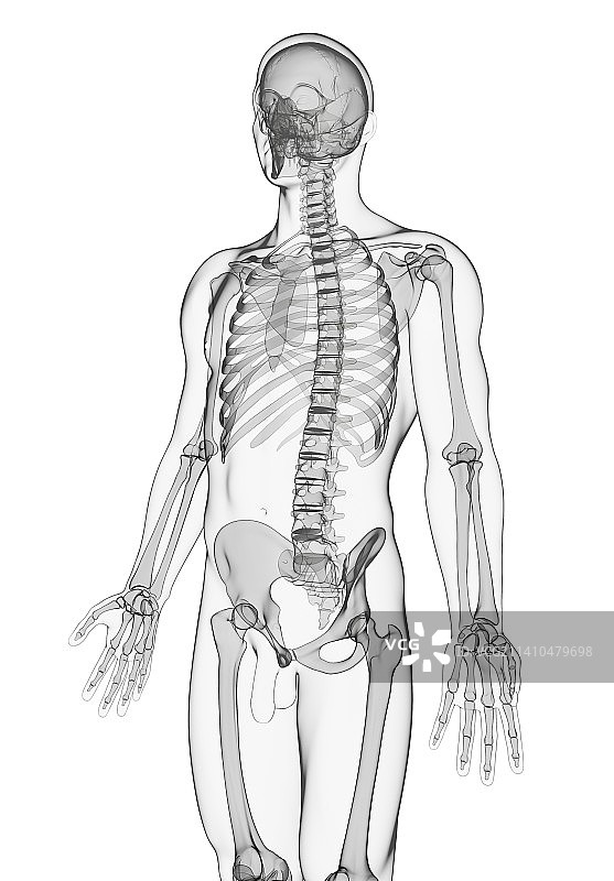 男性骨骼，艺术品图片素材