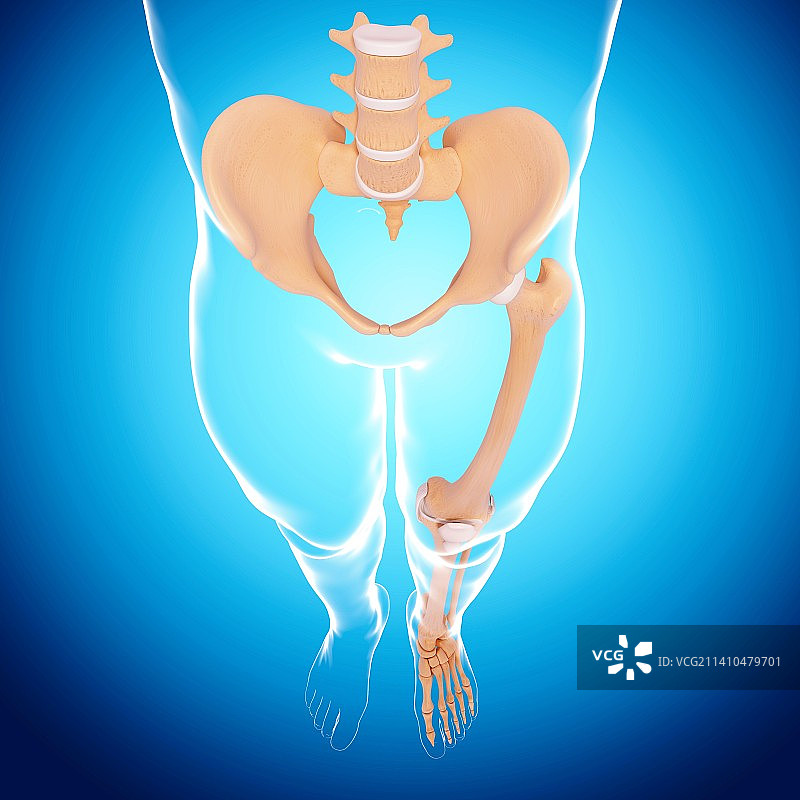 人类骨骼，艺术品图片素材