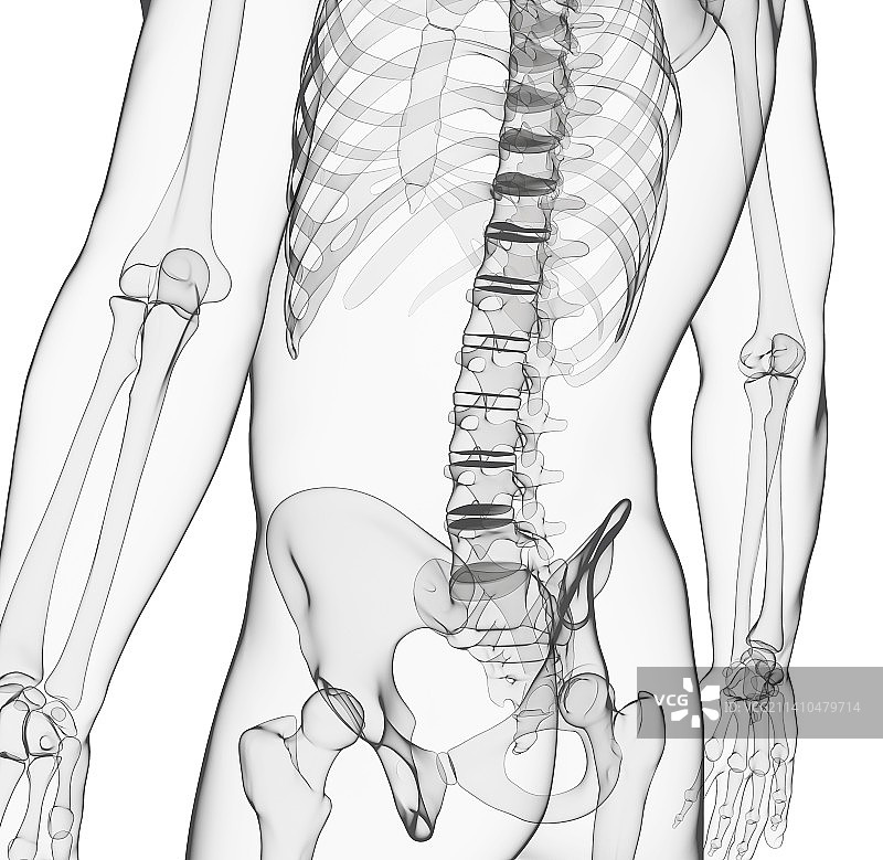 人类骨骼，艺术品图片素材