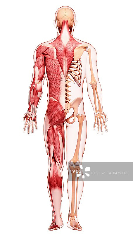 人类肌肉组织，艺术品图片素材