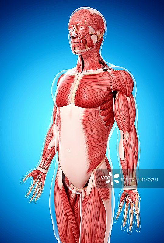 人类肌肉组织，艺术品图片素材