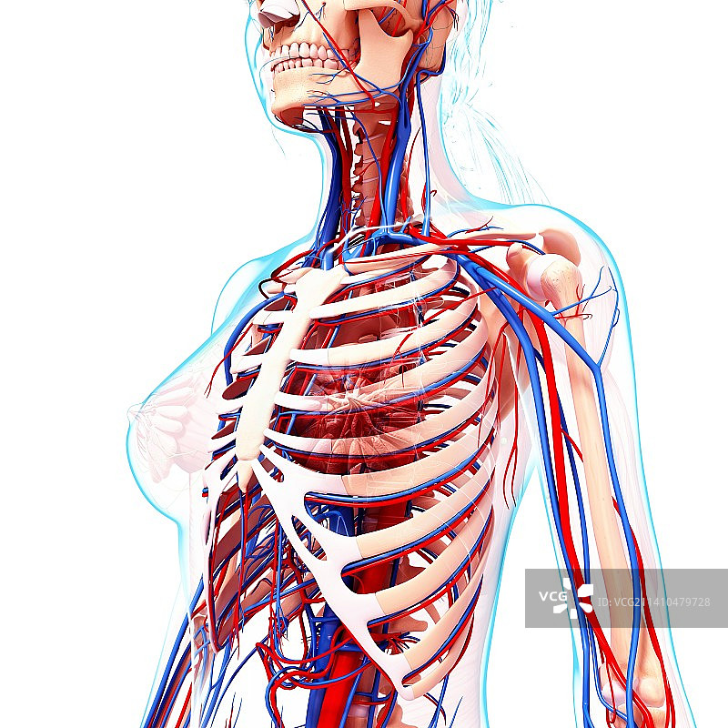 女性心血管系统，艺术品图片素材