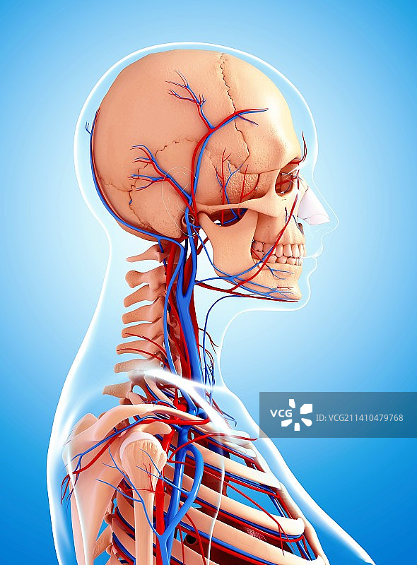 女性心血管系统，艺术品图片素材