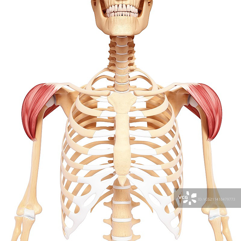 人类肩部肌肉结构艺术图片素材