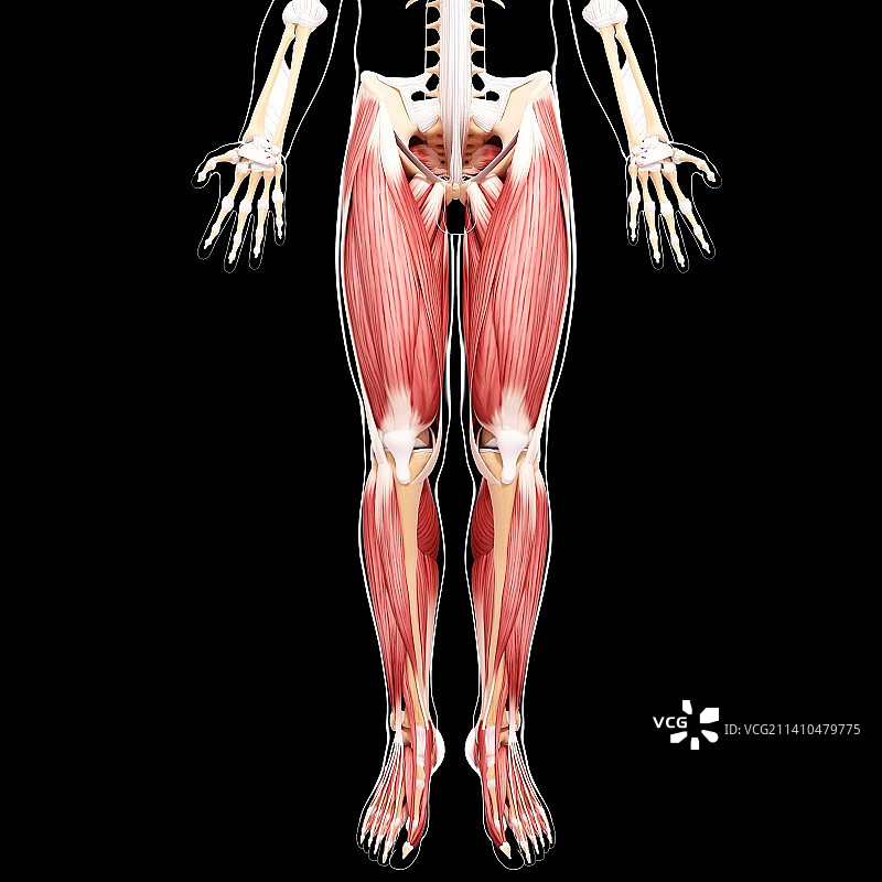 人类腿部肌肉组织，艺术品图片素材