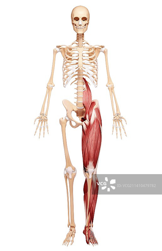 人类腿部肌肉组织，艺术品图片素材