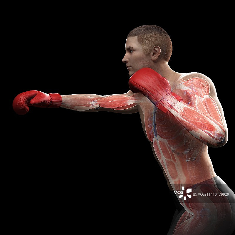 拳击手艺术作品图片素材