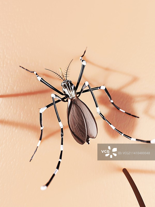 皮肤上的蚊子，艺术作品图片素材