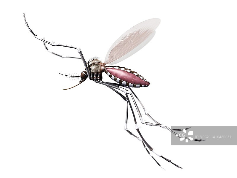 飞蚊艺术作品图片素材