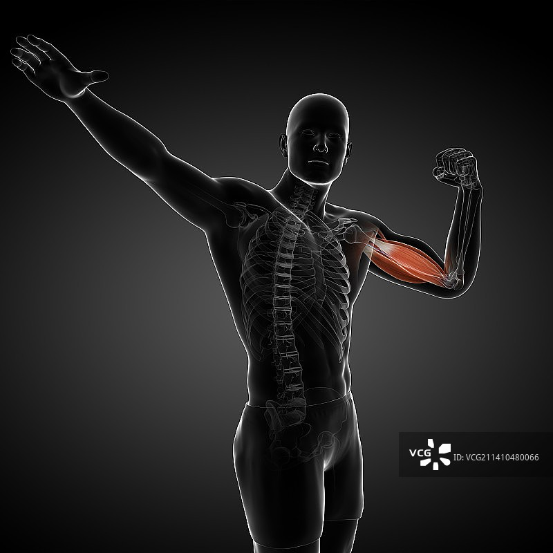 男性解剖学、艺术品图片素材
