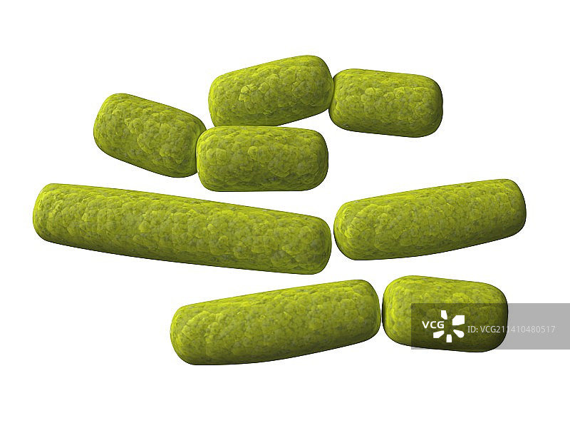 嗜血杆菌艺术图图片素材