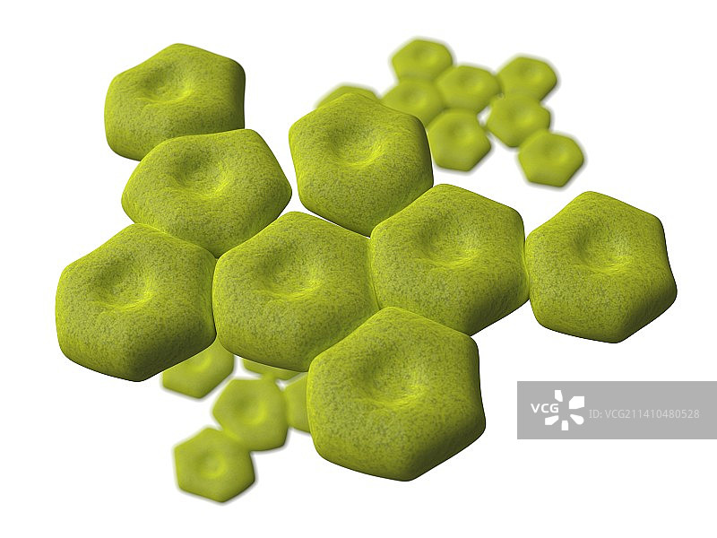 不动杆菌艺术作品图片素材