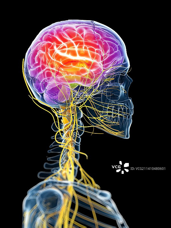 活跃的大脑，艺术作品图片素材