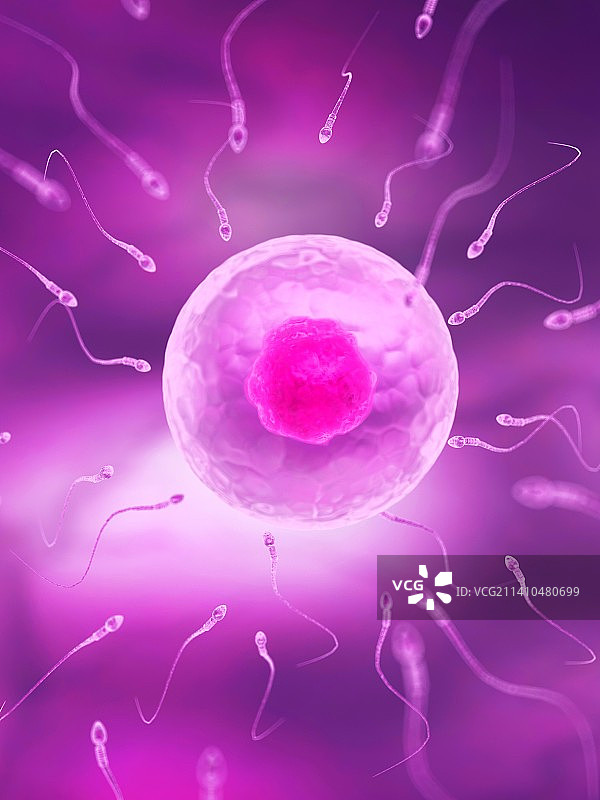 精子和卵细胞艺术图图片素材