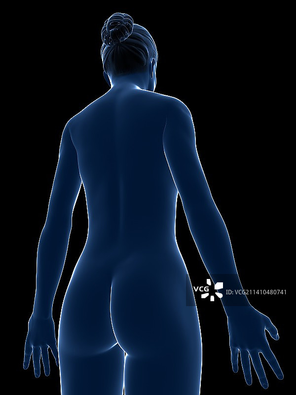 女性解剖学、艺术品图片素材