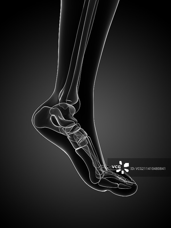 足部骨骼艺术图图片素材