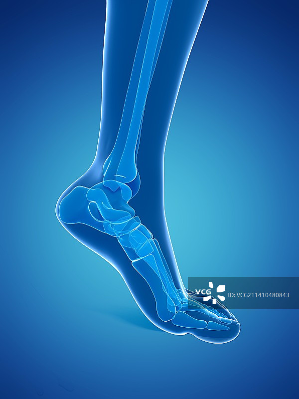 足部骨骼艺术图图片素材