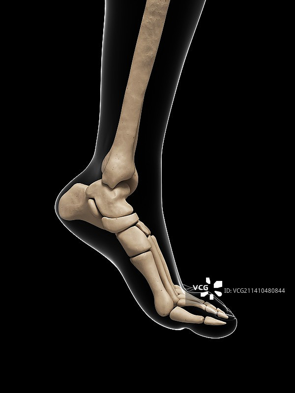 足部骨骼艺术图图片素材