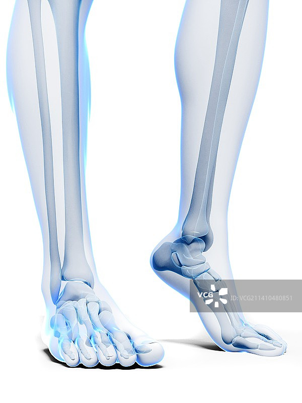 足部骨骼艺术作品图片素材