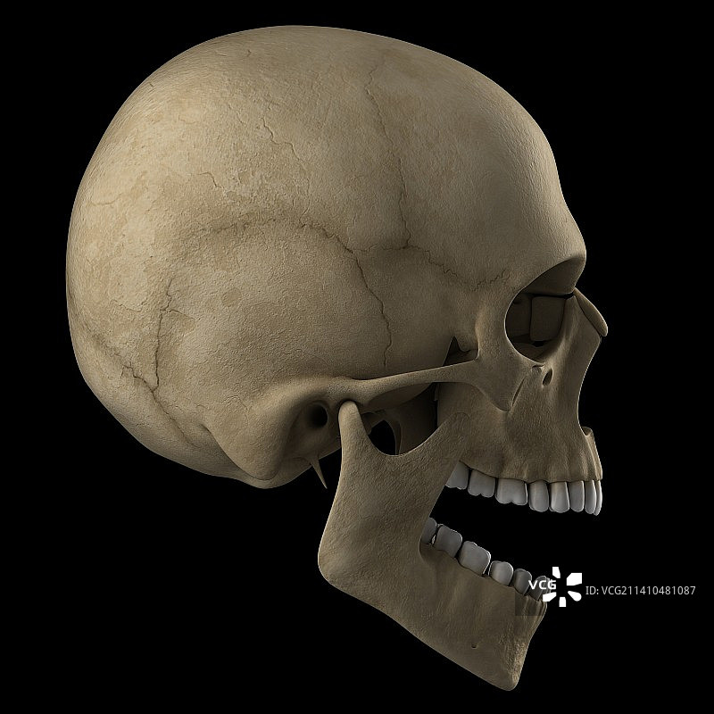 人类头骨，艺术品图片素材
