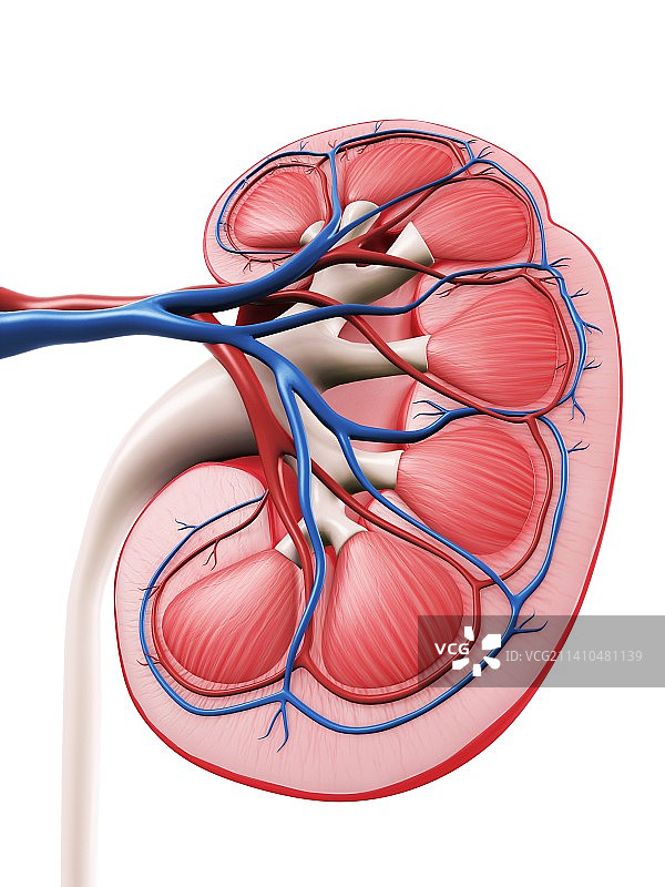 肾脏解剖图，艺术作品图片素材