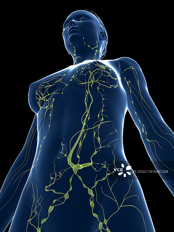女性淋巴系统，艺术品图片素材
