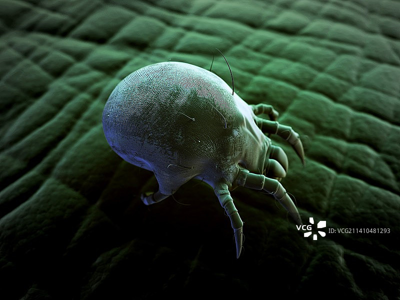 尘螨，艺术作品图片素材