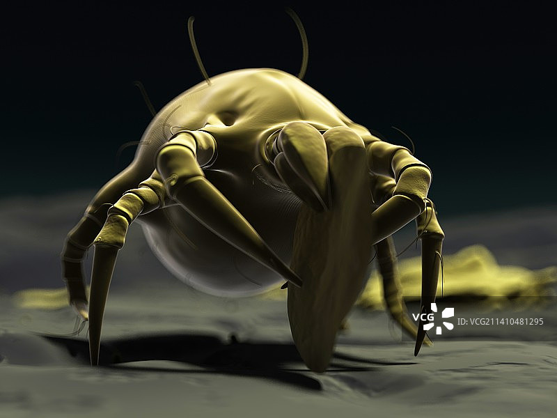 尘螨，艺术作品图片素材