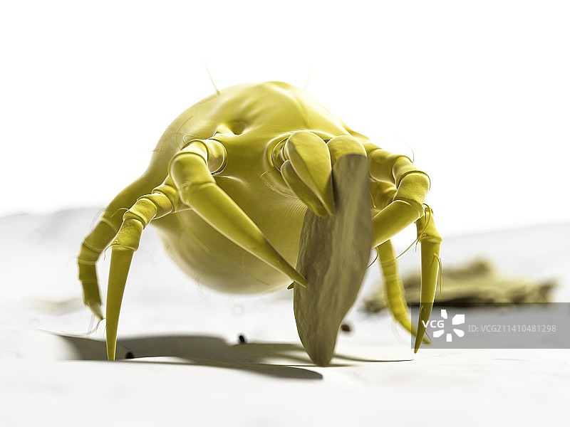 尘螨，艺术作品图片素材