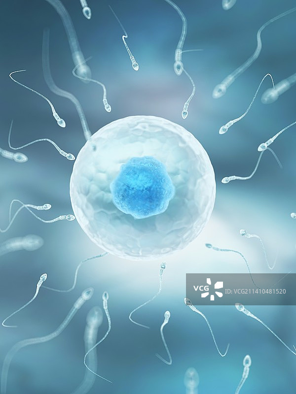 卵子和精子艺术图图片素材
