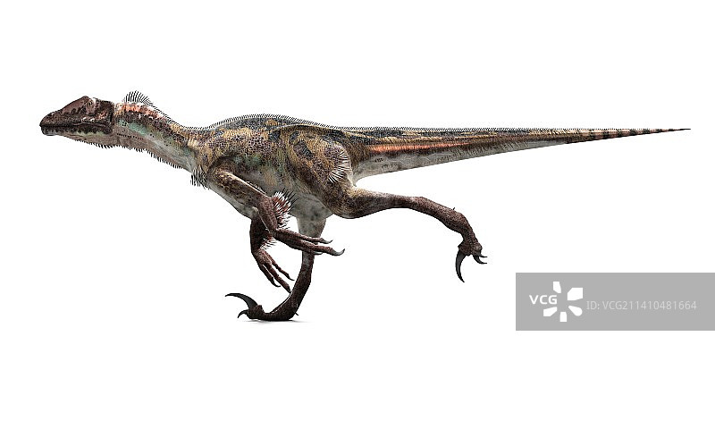 犹他盗龙艺术图图片素材