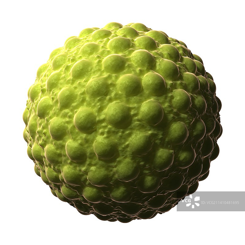 甲型肝炎插画图片素材