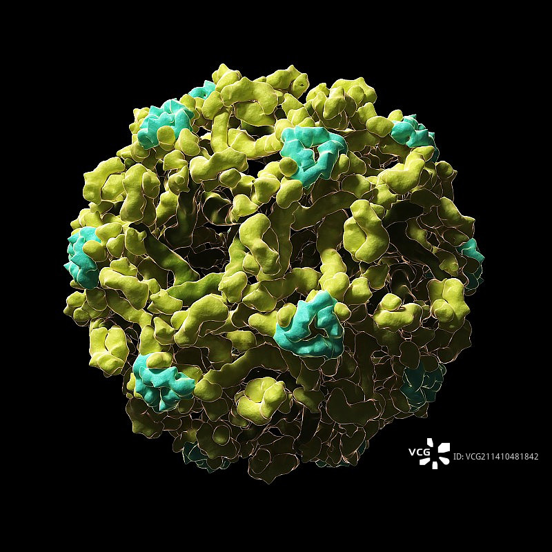 西尼罗河病毒颗粒图片素材
