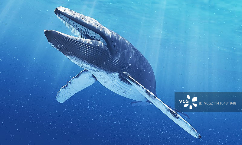 座头鲸艺术作品图片素材