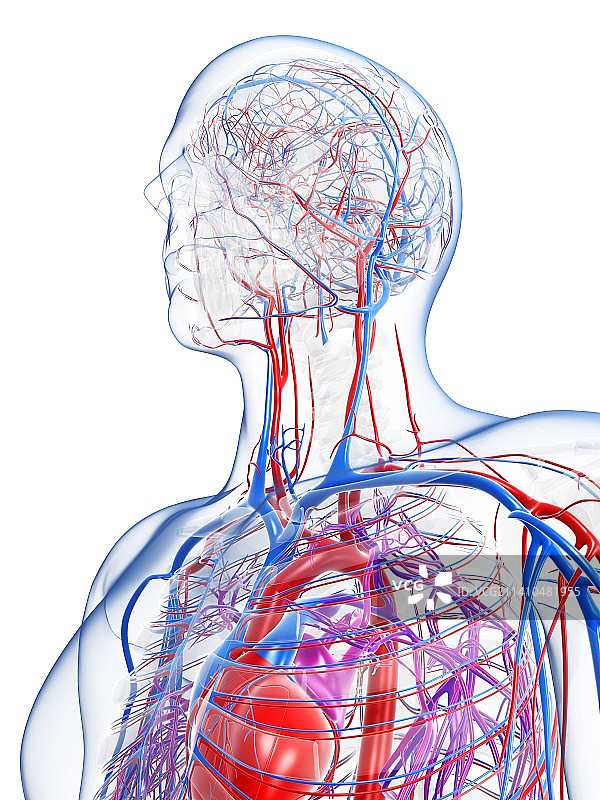 男性血管系统（艺术图）图片素材