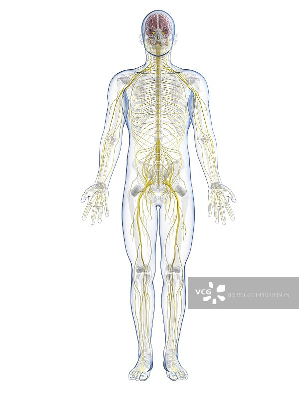 男性神经系统，艺术品图片素材