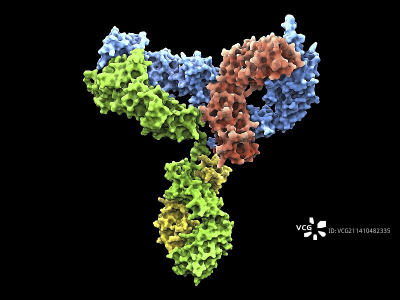 免疫球蛋白G抗体分子图片素材