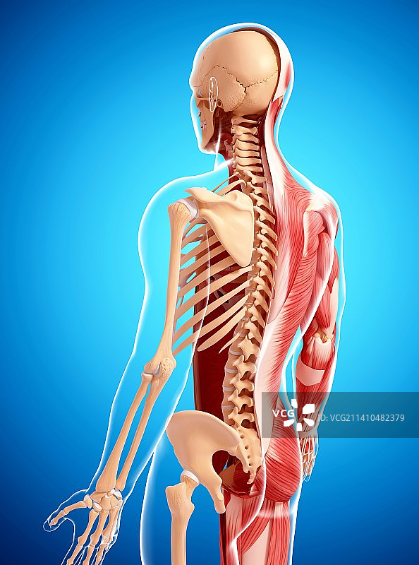 人类肌肉组织，艺术品图片素材