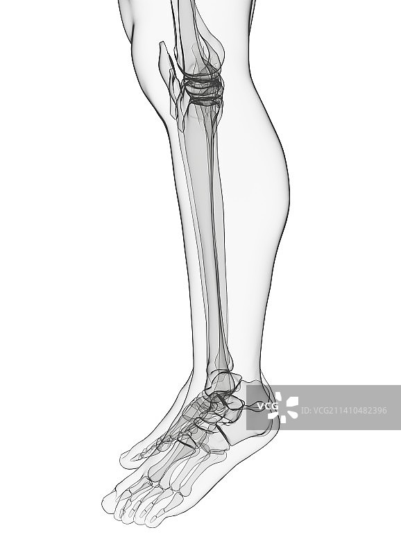 人类腿骨艺术图图片素材