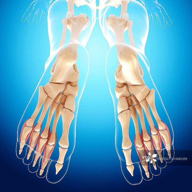 人类腿骨艺术图图片素材